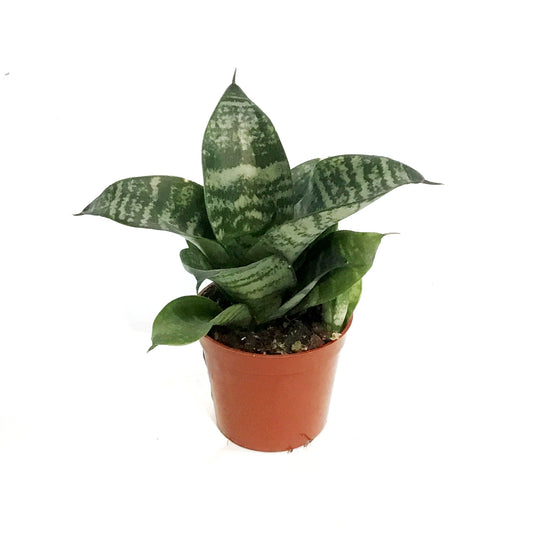 Sansevieria, 2.5in, Hahnii Birdnest