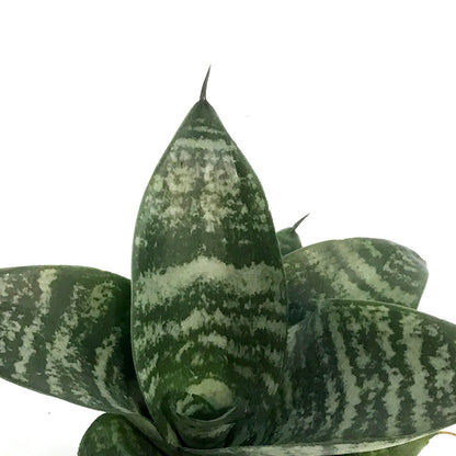 Sansevieria, 2.5in, Hahnii Birdnest