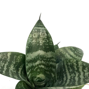 Sansevieria, 2.5in, Hahnii Birdnest