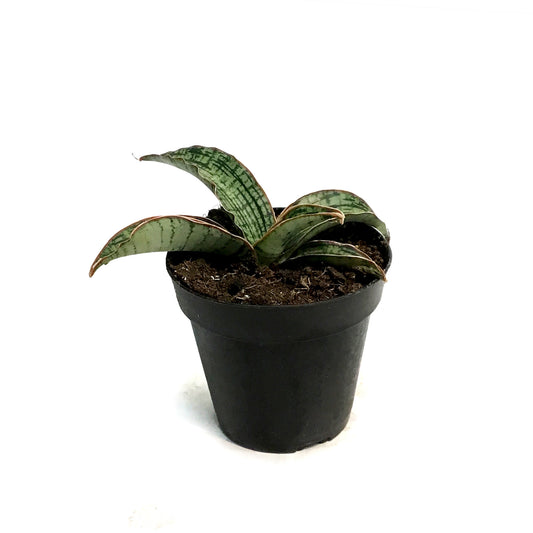 Sansevieria, 4in, Cleopatra