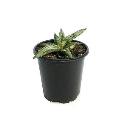 Sansevieria, 4in, Lavarnos Blue Cone Variegated