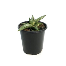 Load image into Gallery viewer, Sansevieria, 4in, Lavarnos Blue Cone Variegated
