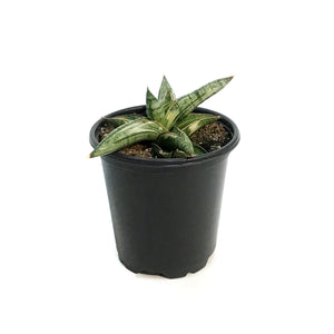 Sansevieria, 4in, Lavarnos Blue Cone Variegated