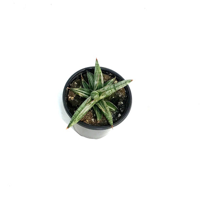 Sansevieria, 4in, Lavarnos Blue Cone Variegated