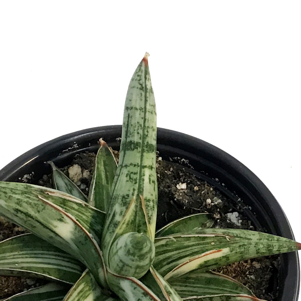 Sansevieria, 4in, Lavarnos Blue Cone Variegated – Floral Acres