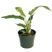 Load image into Gallery viewer, Philodendron, 8in, Ring of Fire Varigated
