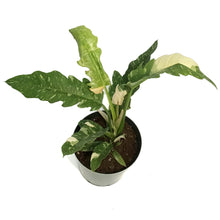 Load image into Gallery viewer, Philodendron, 8in, Ring of Fire Varigated
