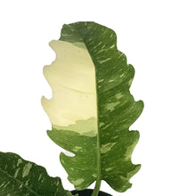 Load image into Gallery viewer, Philodendron, 8in, Ring of Fire Varigated
