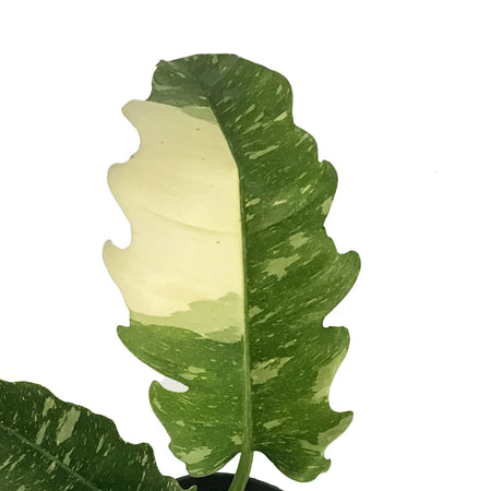 Philodendron, 8in, Ring of Fire Varigated