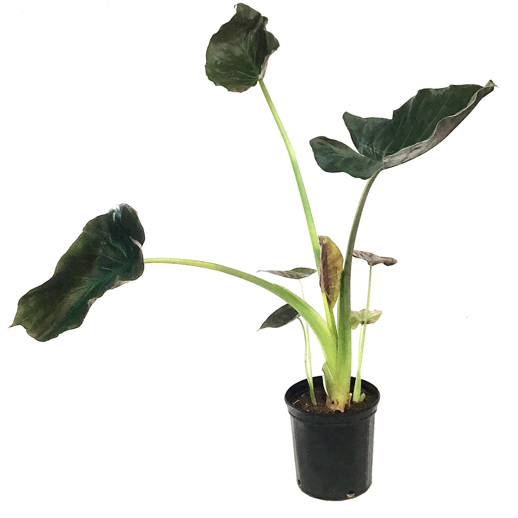 Alocasia, 10in, Wentii