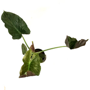 Alocasia, 10in, Wentii