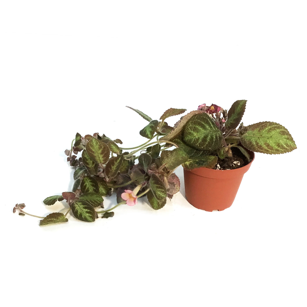 Episcia, 4in, Cupreata