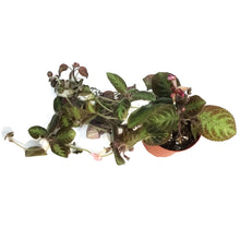 Load image into Gallery viewer, Episcia, 4in, Cupreata
