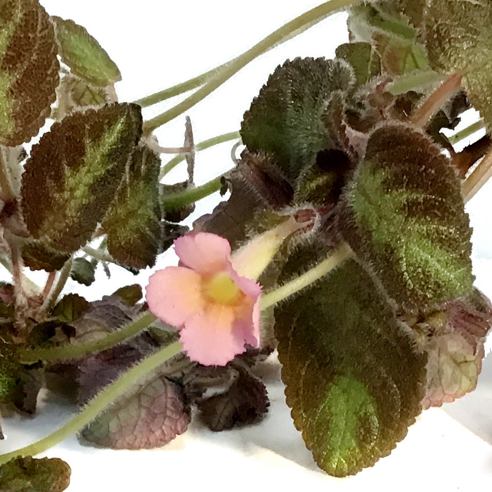 Episcia, 4in, Cupreata