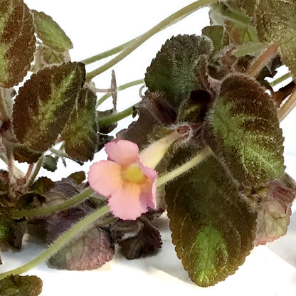 Episcia, 4in, Cupreata