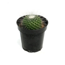 Load image into Gallery viewer, Cactus, 3.5in, Mammillaria Spinosissima Un Pico

