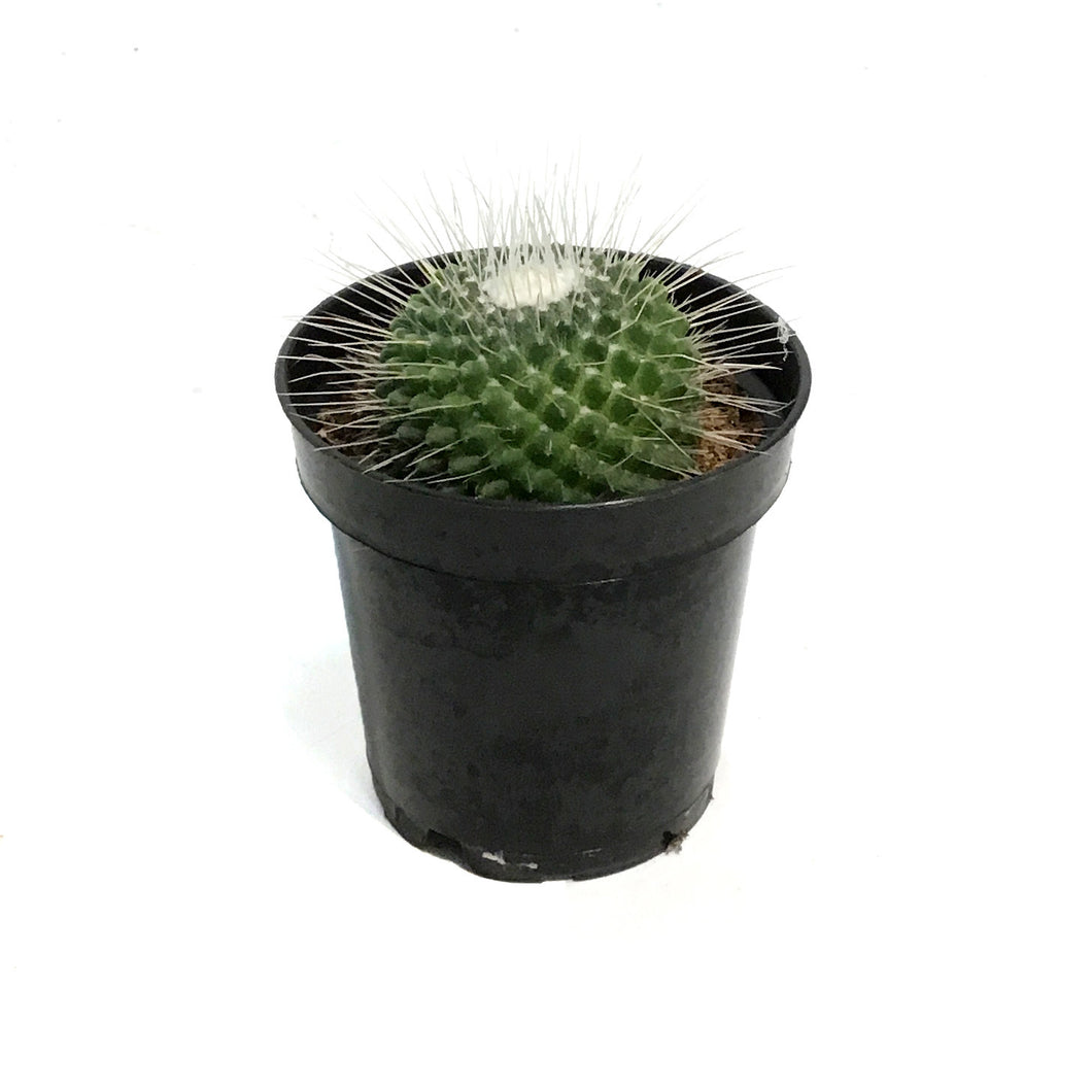 Cactus, 3.5in, Mammillaria Spinosissima Un Pico