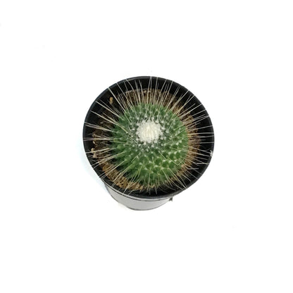 Cactus, 3.5in, Mammillaria Spinosissima Un Pico