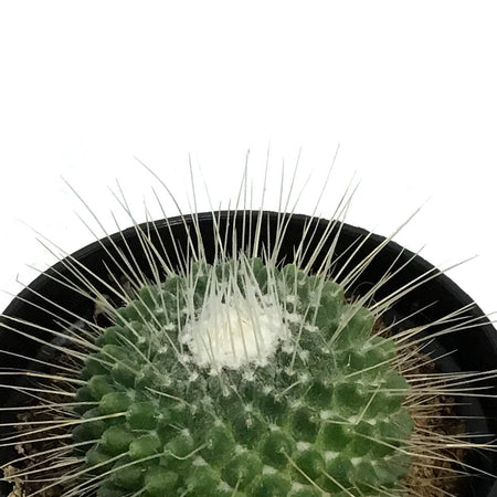 Cactus, 3.5in, Mammillaria Spinosissima Un Pico