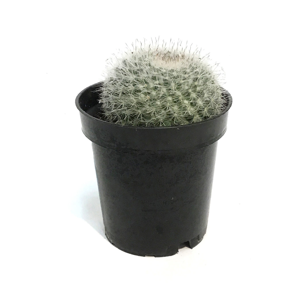 Cactus, 3.5in, Mammillaria Albilanata
