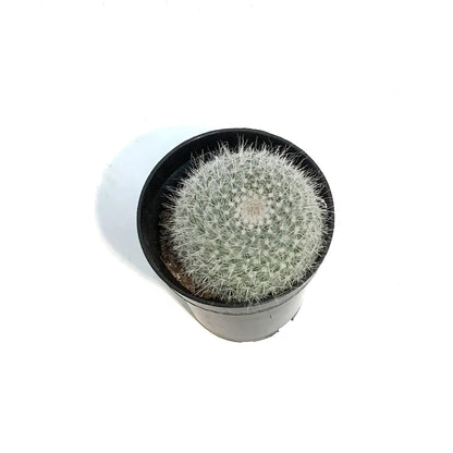 Cactus, 3.5in, Mammillaria Albilanata