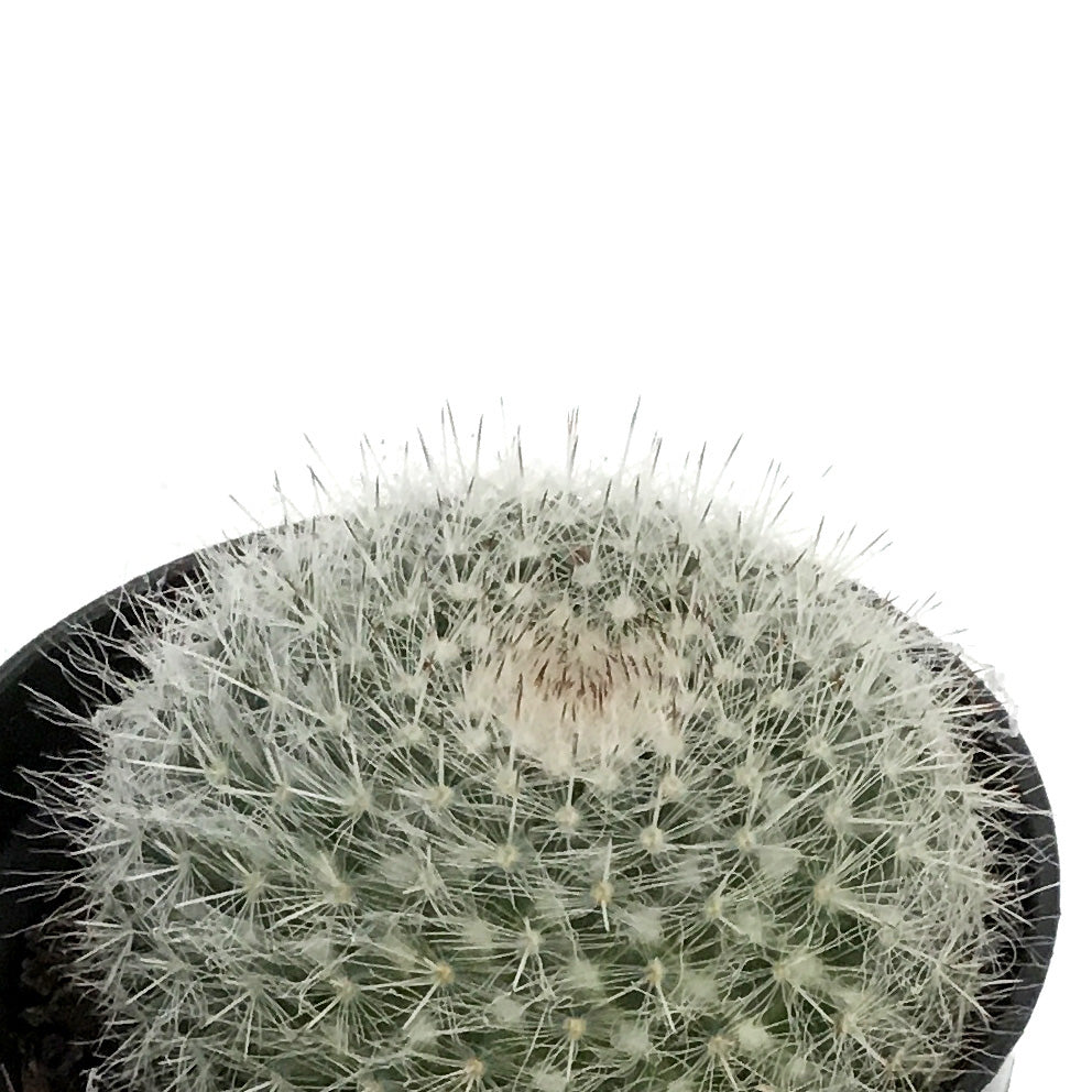 Cactus, 3.5in, Mammillaria Albilanata