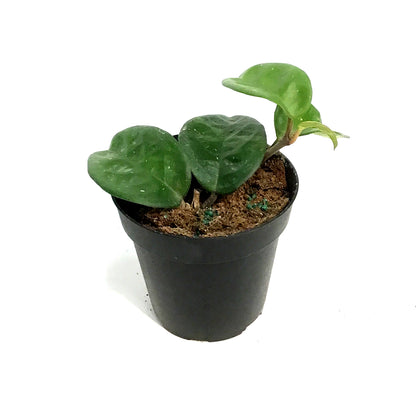Hoya, 4in, Krinkle