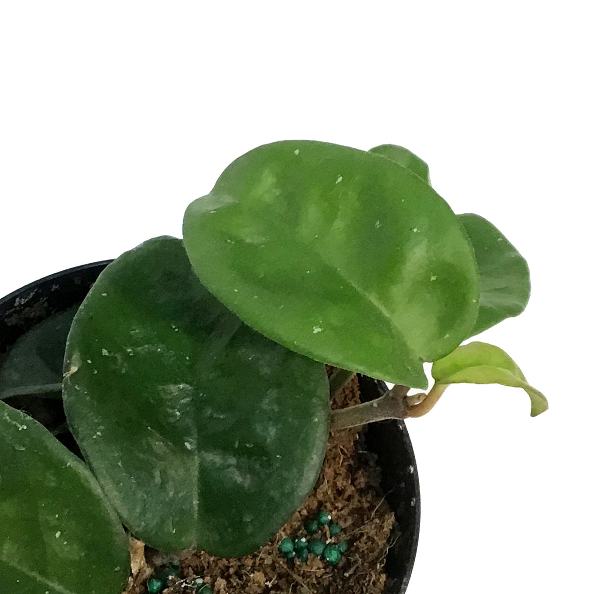 Hoya, 4in, Krinkle