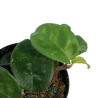 Hoya, 4in, Krinkle