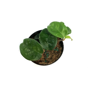 Hoya, 4in, Krinkle