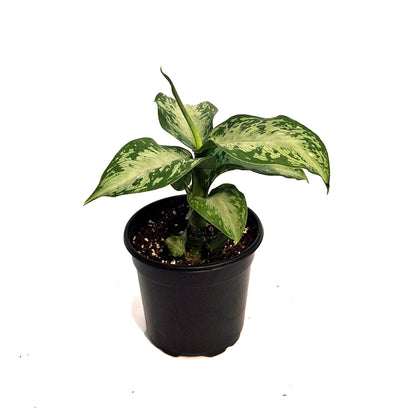 Dieffenbachia, 4in, Tiki