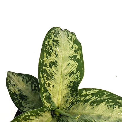 Dieffenbachia, 4in, Tiki