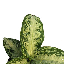 Load image into Gallery viewer, Dieffenbachia, 4in, Tiki
