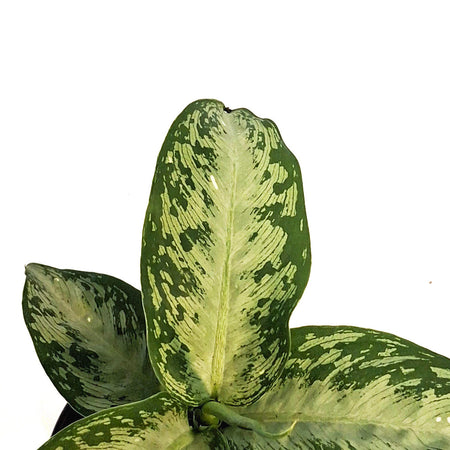 Dieffenbachia, 4in, Tiki