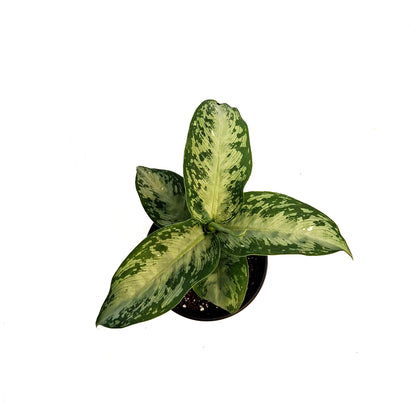 Dieffenbachia, 4in, Tiki