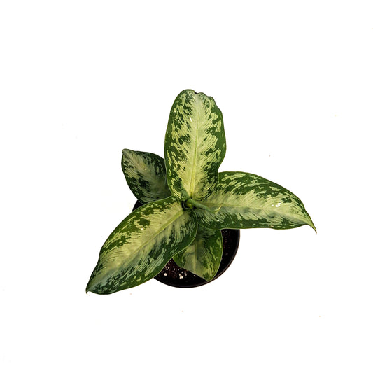 Dieffenbachia, 4in, Tiki