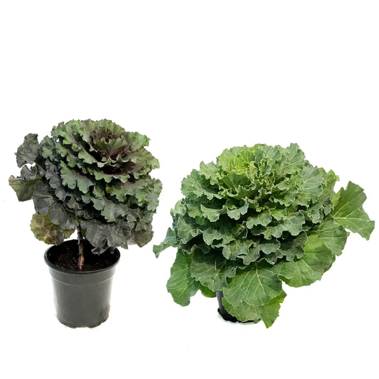 Fall Plant, 4in, Ornamental Kale