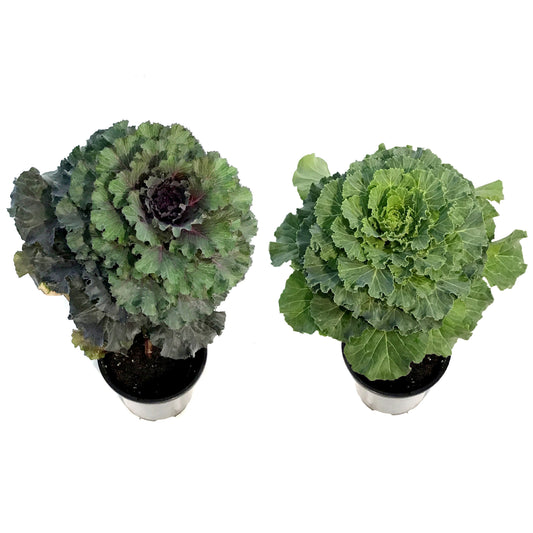 Fall Plant, 4in, Ornamental Kale