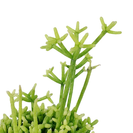 Cactus, 4in, Coral Cactus,