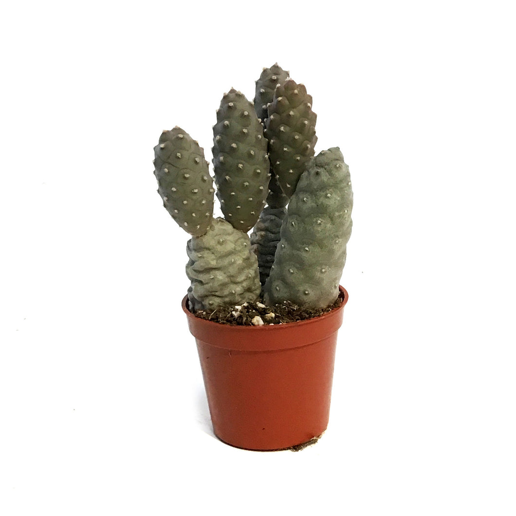 Cactus, 2.5in, Pinecone