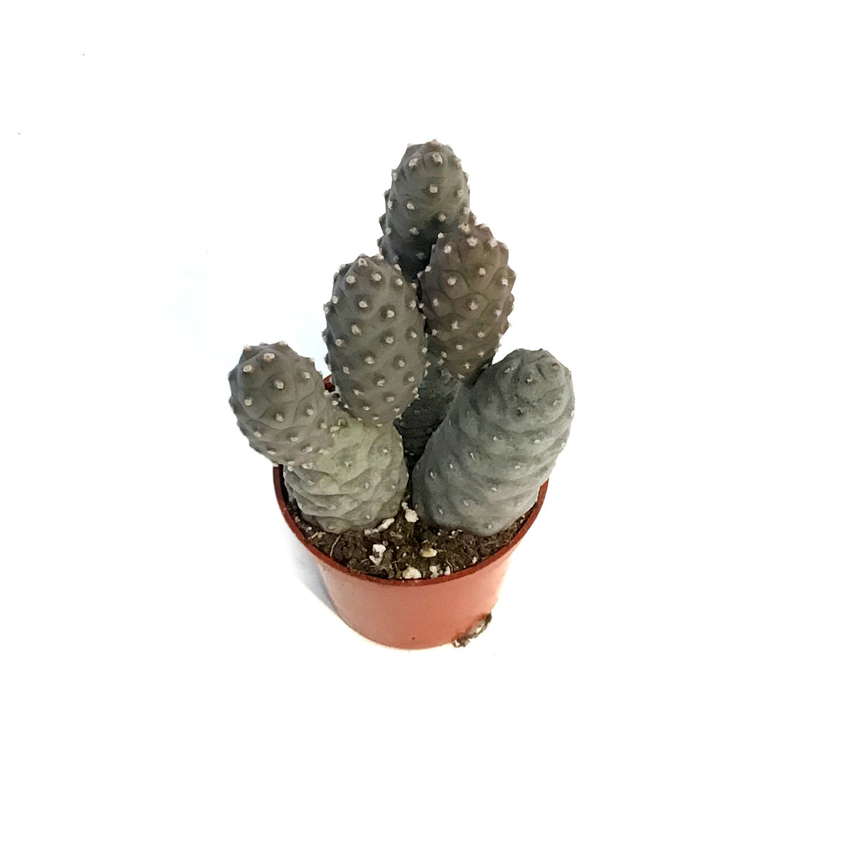 Cactus, 2.5in, Pinecone