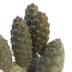 Cactus, 2.5in, Pinecone
