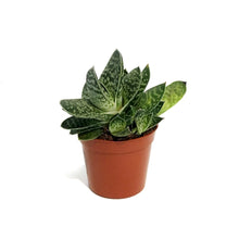 Load image into Gallery viewer, Succulent, 2.5in, Gasteria Little Warty
