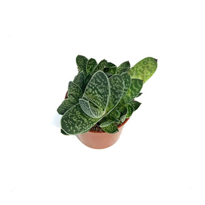 Succulent, 2.5in, Gasteria Little Warty