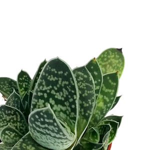 Succulent, 2.5in, Gasteria Little Warty