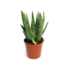 Load image into Gallery viewer, Aloe,2.5in,White Tooth
