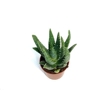 Load image into Gallery viewer, Aloe,2.5in,White Tooth

