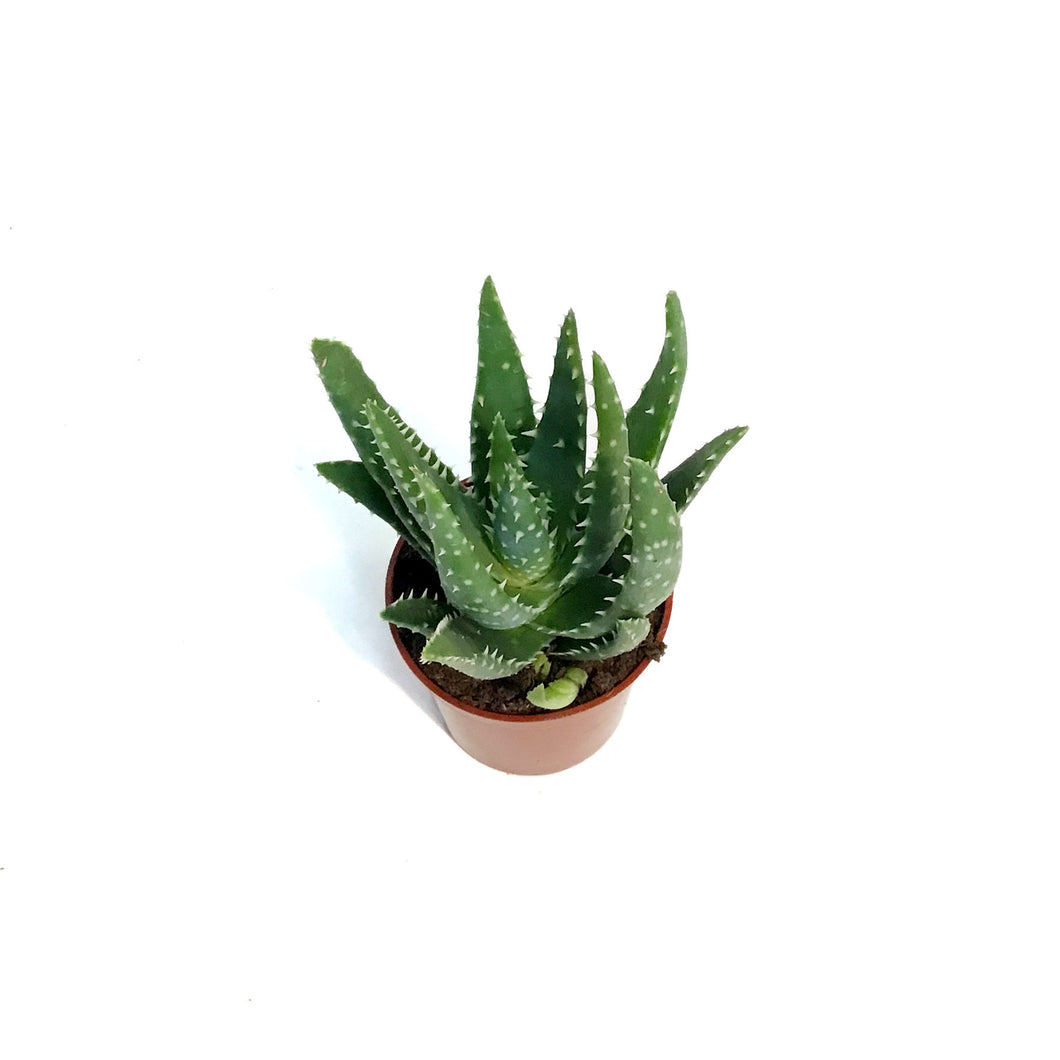 Aloe,2.5in,White Tooth