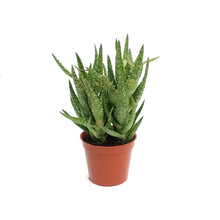 Load image into Gallery viewer, Aloe,2.5in,Tiger Tooth
