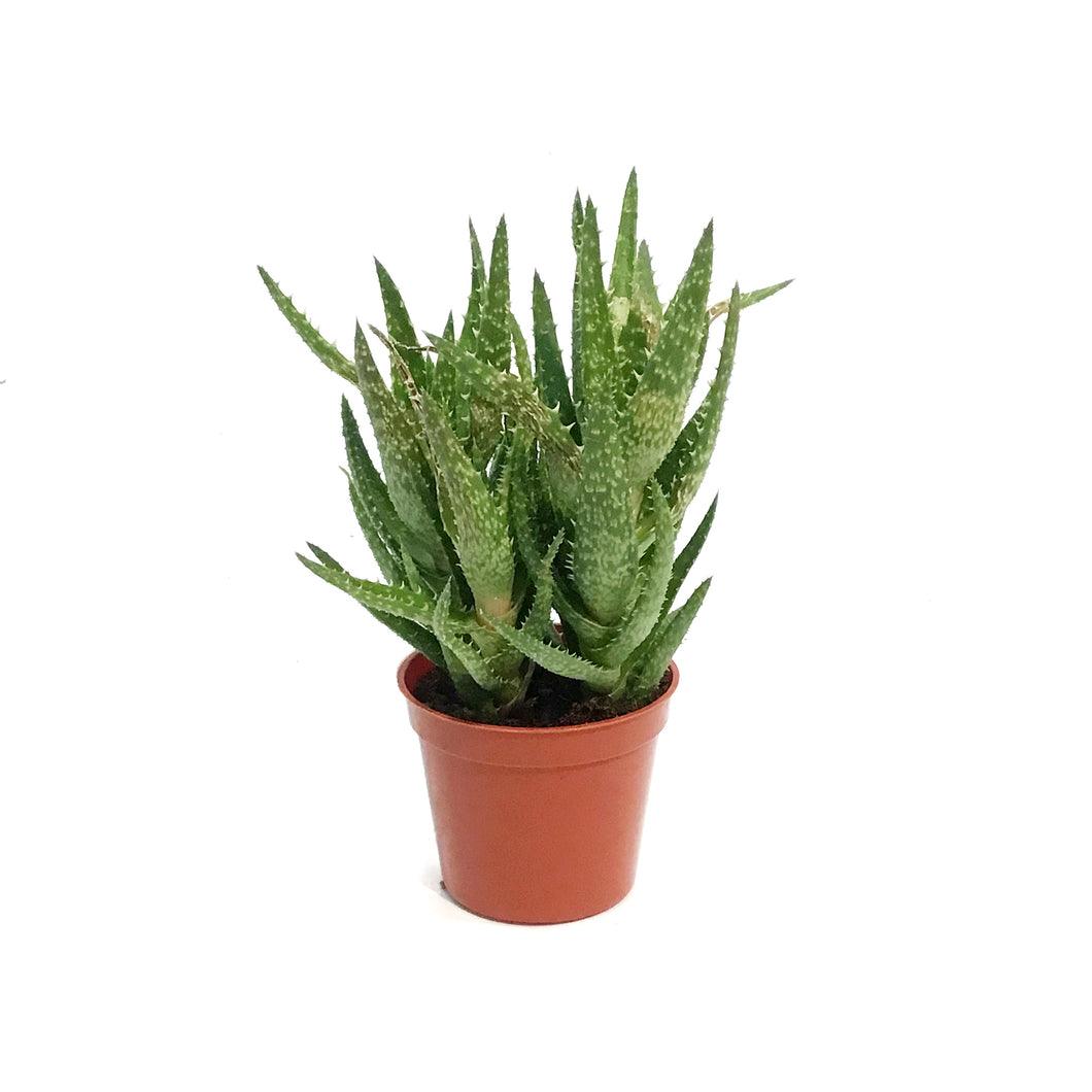Aloe,2.5in,Tiger Tooth